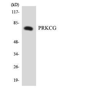 Western blot analysis of the lysates from RAW264.7 cells using Anti-PRKCG Antibody