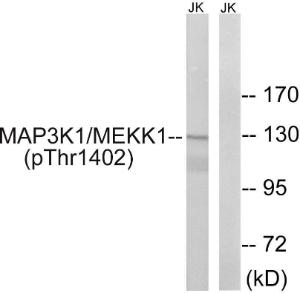 Anti-MEKK1 Rabbit Polyclonal Antibody