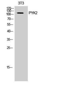 Anti-PYK2 Rabbit Polyclonal Antibody