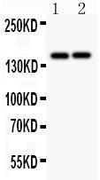 Anti-CD45 Polyclonal Antibody