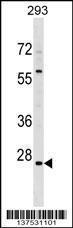 Anti-HMGN5 Rabbit Polyclonal Antibody (APC (Allophycocyanin))