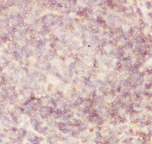 Anti-CD45 Polyclonal Antibody