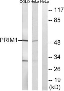 Western blot analysis of lysates from COLO and HeLa cells using Anti-PRIM1 Antibody. The right hand lane represents a negative control, where the antibody is blocked by the immunising peptide