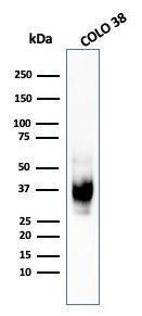 Western blot analysis of COLO-38 cell lysate using Anti-Melanoma gp100 Antibody [HMB45]