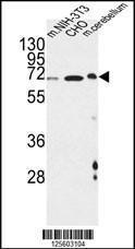 Anti-ATF6B Rabbit Polyclonal Antibody (AP (Alkaline Phosphatase))