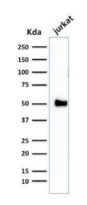 Western blot analysis of Jurkat cell lysate using Anti-CD2 Antibody [1E7E8.G4]