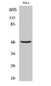 Western blot analysis of various cells using Anti-PRIM1 Antibody