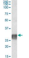 Anti-LAIR1 Goat Polyclonal Antibody