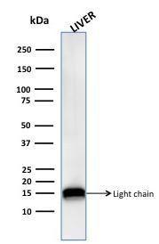 Western blot analysis of human liver tissue lysate using Anti-Cathepsin D Antibody [CTSD/3276]