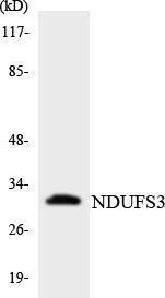 Anti-NDUFS3 Rabbit Polyclonal Antibody