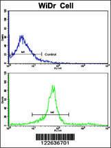 Anti-KLC1 Rabbit Polyclonal Antibody (APC (Allophycocyanin))