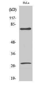 Western blot analysis of various cells using Anti-Lamin A (cleaved Asp230) Antibody