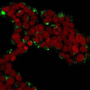 Immunofluorescent analysis of MCF-7 cells stained with Anti-Cathepsin D Antibody [CTSD/3276] (CF&#174; 488) (Green). The nuclear counterstain is RedDot (Red).