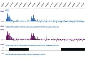 Anti-Histone H3 (K4me3) Rabbit Polyclonal Antibody