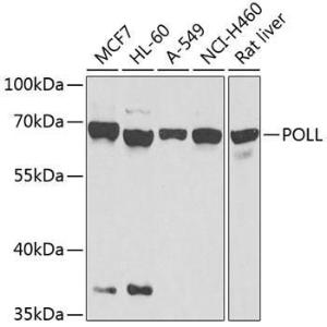 Western blot analysis of extracts of various cell lines, using Anti-DNA Polymerase lambda / Polk Antibody (A12249) at 1:1,000 dilution. The secondary antibody was Goat Anti-Rabbit IgG H&L Antibody (HRP) at 1:10,000 dilution.