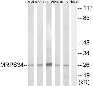 Anti-MRPS34 antibody