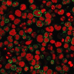 Immunofluorescent analysis of MOLT-4 cells stained with Anti-CD2 Antibody [1E7E8.G4] followed by Goat Anti-Mouse IgG (CF and #174; 488) (Green). Nuclei are stained with RedDot