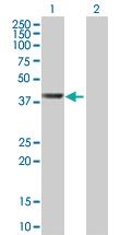 Anti-WDR74 Mouse Polyclonal Antibody