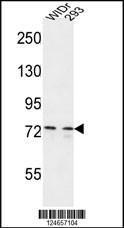 Anti-CEP63 Rabbit Polyclonal Antibody (Biotin)