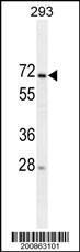 Anti-MIPEP Mouse Monoclonal Antibody (APC (Allophycocyanin)) [clone: 166CT22.3.7]