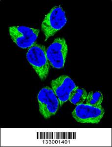 Anti-GNAS Rabbit Polyclonal Antibody (PE (Phycoerythrin))