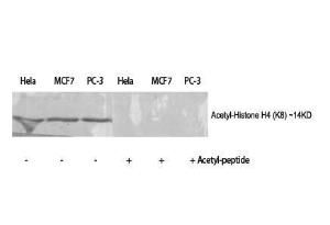 Antibody anti-HISTONE H4 ACETYL LYS8