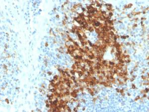 Immunohistochemical analysis of formalin-fixed, paraffin-embedded human tonsil using Anti-CD14 Antibody [LPSR/4180R]