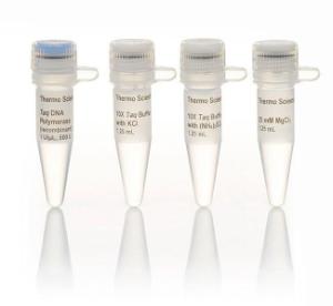 <i>Taq</i> DNA polymerase (recombinant)