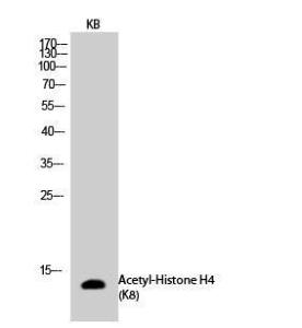 Antibody anti-HISTONE H4 ACETYL LYS8