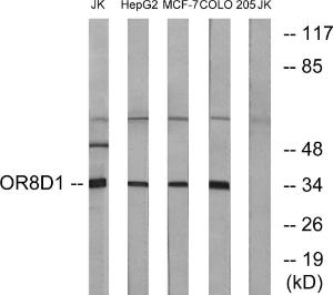 Western blot analysis of lysates from Jurkat, HepG MCF-7, and COLO cells using Anti-OR8D1 Antibody. The right hand lane represents a negative control, where the antibody is blocked by the immunising peptide