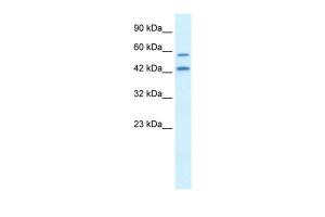 Anti-ATG4B Rabbit Polyclonal Antibody