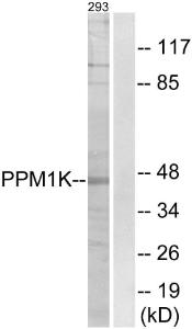 Western blot analysis of lysates from 293 cells using Anti-PPM1K Antibody. The right hand lane represents a negative control, where the Antibody is blocked by the immunising peptide