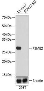 Anti-PSME2 Rabbit Polyclonal Antibody