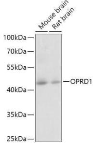 Antibody anti-OPRD1 100 µl