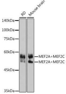 Western blot analysis of extracts of various cell lines, using Anti-MEF2A + MEF2C Antibody [ARC2661] (A308083) at 1:1,000 dilution