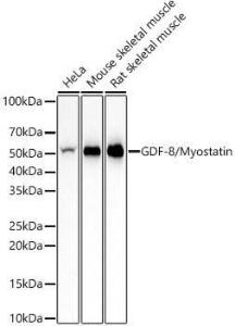 Western blot analysis of various lysates, using Anti-GDF8/Myostatin Antibody [ARC57469] (A309614) at 1:2,000 dilution. The secondary Antibody was Goat Anti-Rabbit IgG H&L Antibody (HRP) at 1:10000 dilution