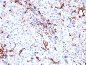 Antibody A248309-100 100 µg