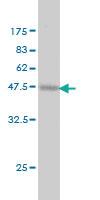 Anti-PROCR Mouse Monoclonal Antibody [clone: M2]