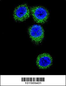 Anti-FGFR2 Rabbit Polyclonal Antibody (Biotin)