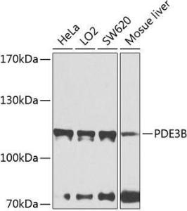 Western blot analysis of extracts of various cell lines, using Anti-PDE3B Antibody (A12256) at 1:1,000 dilution The secondary antibody was Goat Anti-Rabbit IgG H&L Antibody (HRP) at 1:10,000 dilution Lysates/proteins were present at 25 µg per lane