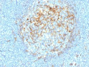 Immunohistochemical analysis of formalin-fixed, paraffin-embedded human tonsil using Anti-CD14 Antibody [LPSR/4180R]