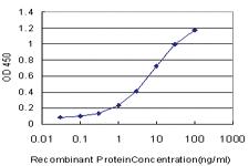 Anti-GCM1 Mouse Monoclonal Antibody [clone: 4E8]