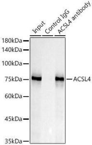 Anti-FACL4 Rabbit Monoclonal Antibody [clone: ARC53209]