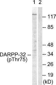 Western blot analysis of lysates from COS7 cells treated with Forskolin 40nM 30' using Anti-DARPP-32 (phospho Thr75) Antibody. The right hand lane represents a negative control, where the antibody is blocked by the immunising peptide