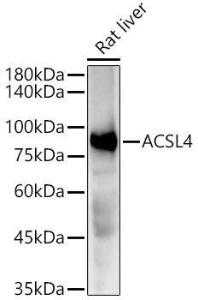 Anti-FACL4 Rabbit Monoclonal Antibody [clone: ARC53209]