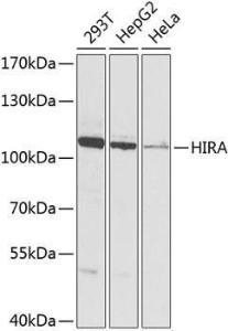 Western blot analysis of extracts of various cell lines, using Anti-HIRA / HIR Antibody (A12259) at 1:1000 dilution