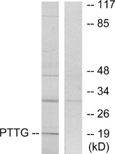 Western blot analysis of lysates from RAW264.7 cells using Anti-PTTG Antibody. The right hand lane represents a negative control, where the antibody is blocked by the immunising peptide