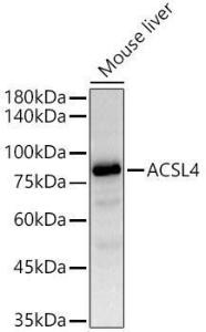 Anti-FACL4 Rabbit Monoclonal Antibody [clone: ARC53209]