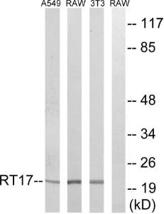 Western blot analysis of lysates from NIH/3T3, RAW264.7, and A549 cells using Anti-MRPS17 Antibody. The right hand lane represents a negative control, where the antibody is blocked by the immunising peptide