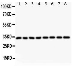 Anti-Cyclin D3 Polyclonal Antibody